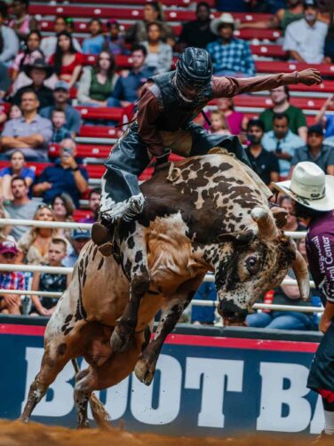 A cowboy riding a bucking bull in a rodeo.