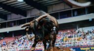 A bull charging in a rodeo arena with spectators in the background.
