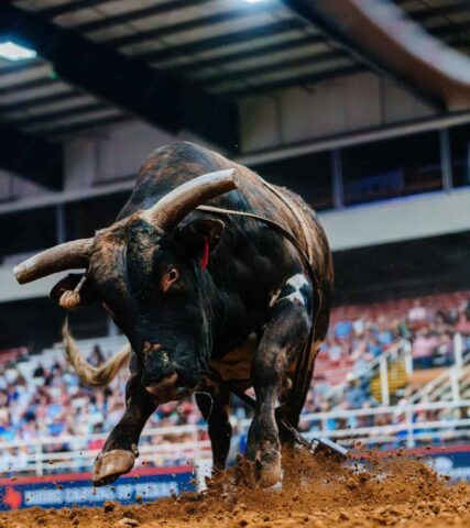 A bull charging in a rodeo arena with spectators in the background.