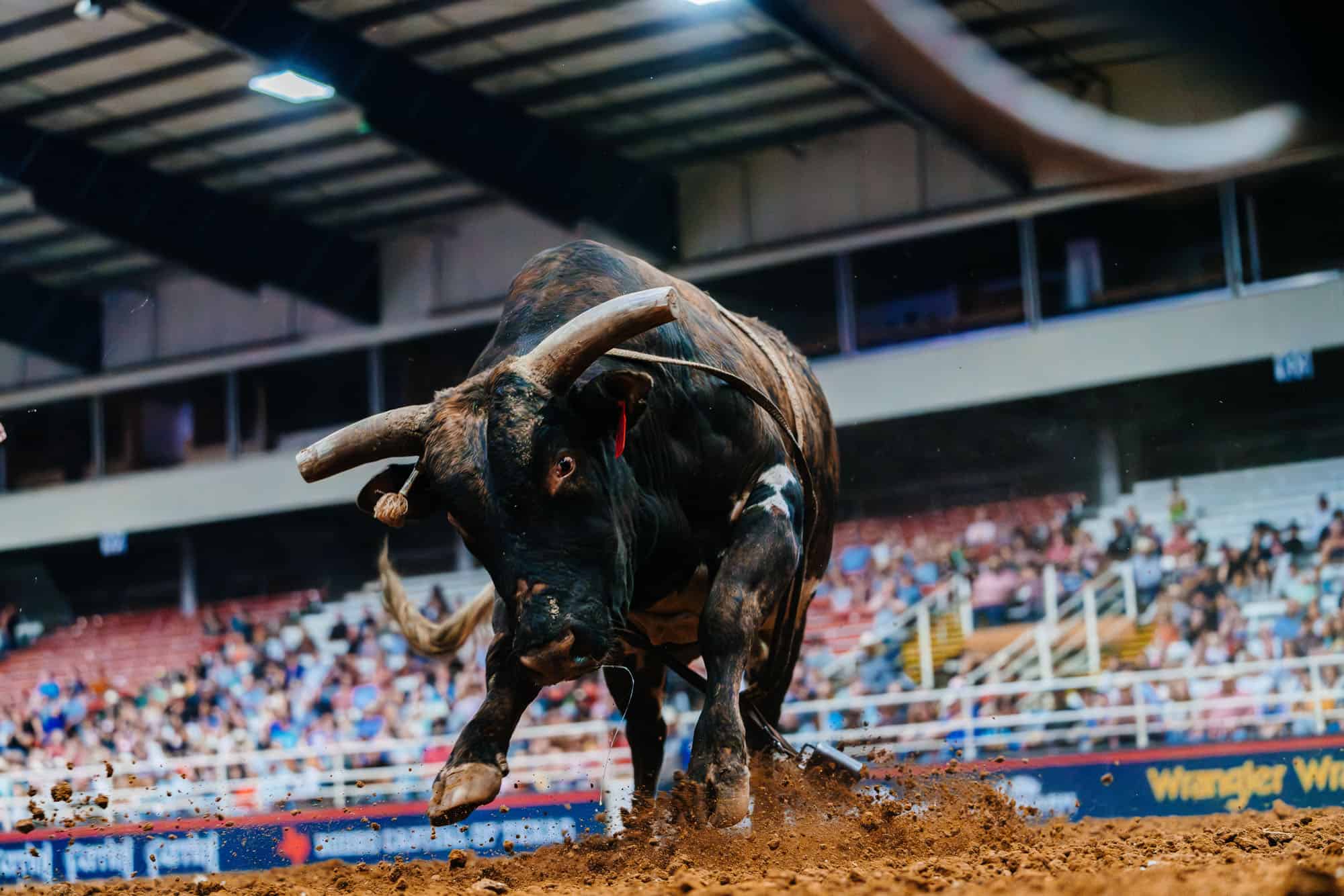 A bull charging in a rodeo arena with spectators in the background.