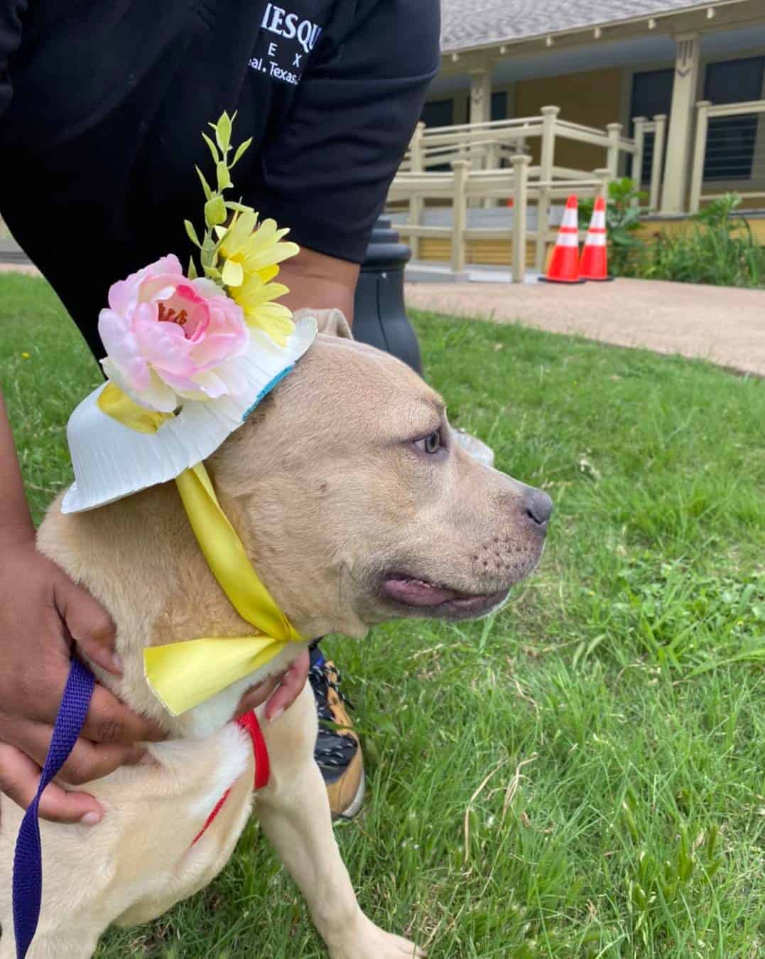 Dog wearing a decorative hat with flowers is held by a person on a grassy area near a building.
