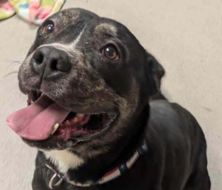 A black and brown dog with a white chest and paws sits on a light-colored floor, looking up with its mouth open and tongue out.