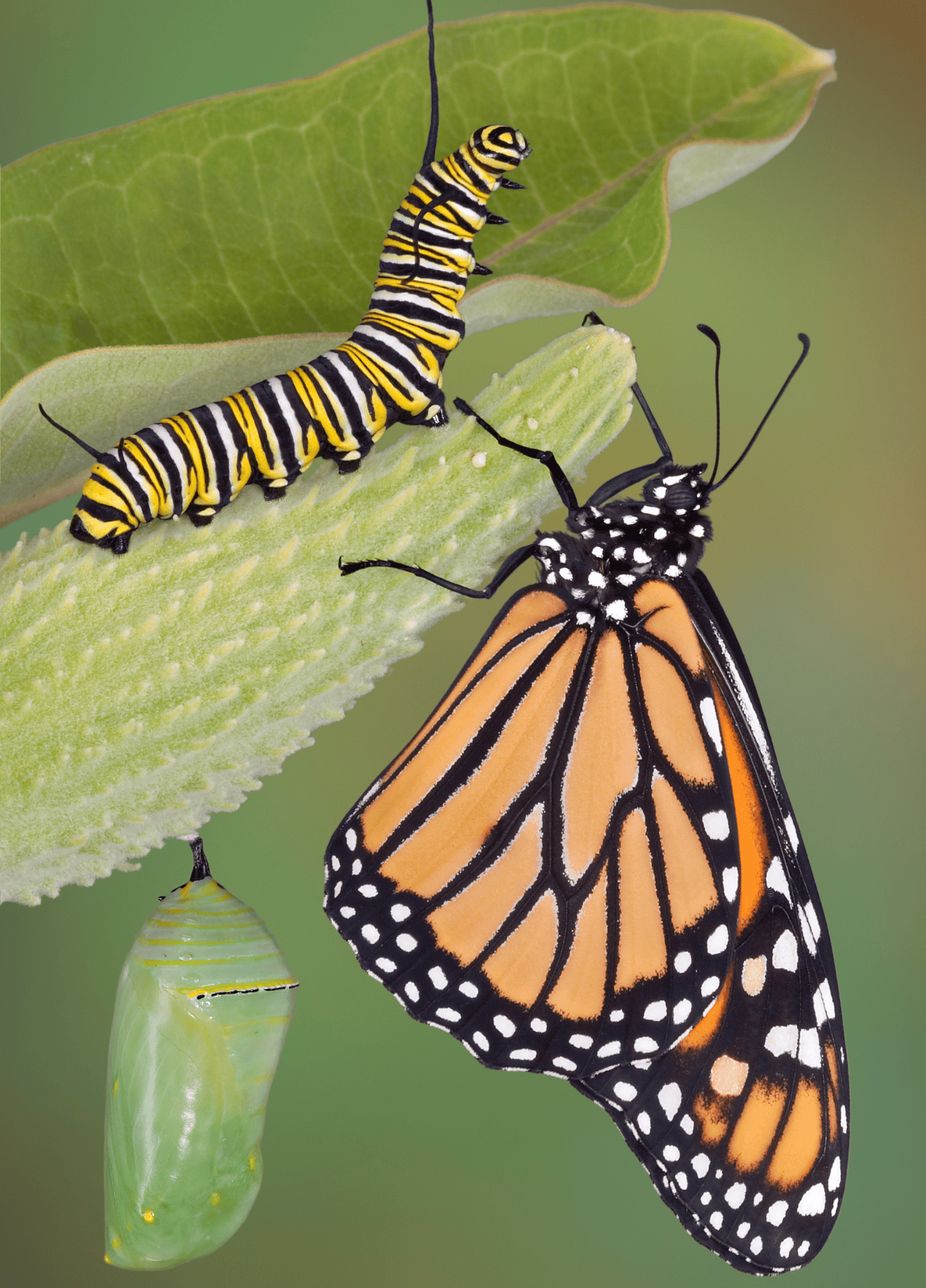 A monarch butterfly, its chrysalis, and a caterpillar are shown on a plant, illustrating different stages of the butterfly’s life cycle.